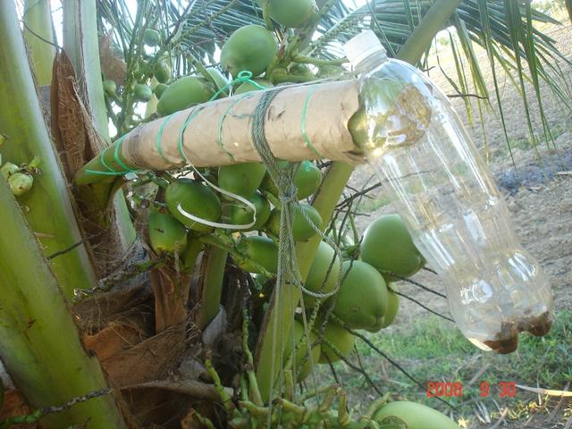 Kumpul Air Nira
