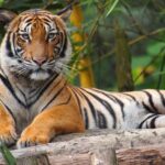 Malaysia Tiger Harimau Wikipedia