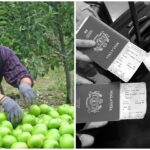 Australia Working Visa Feature Image