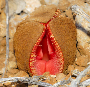 Hydnora Africana