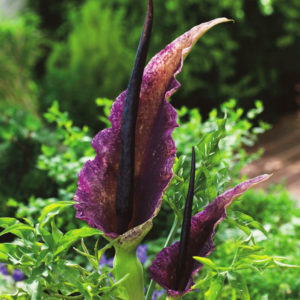 Dracunculus Vulgaris 14239867pa R