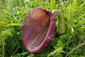 Helicodiceros Muscivorus