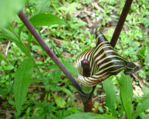Jack In The Pulpit