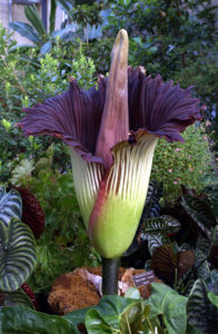 Titan Arum1web