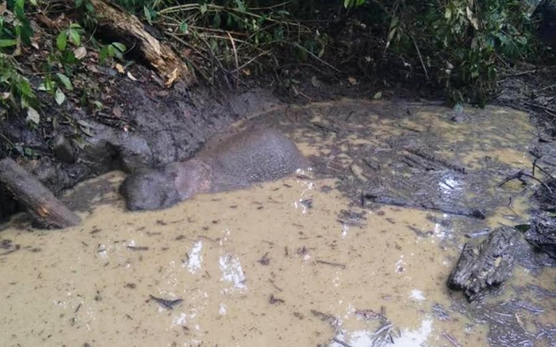 Anak Gajah Mati Perangkap Lumpur