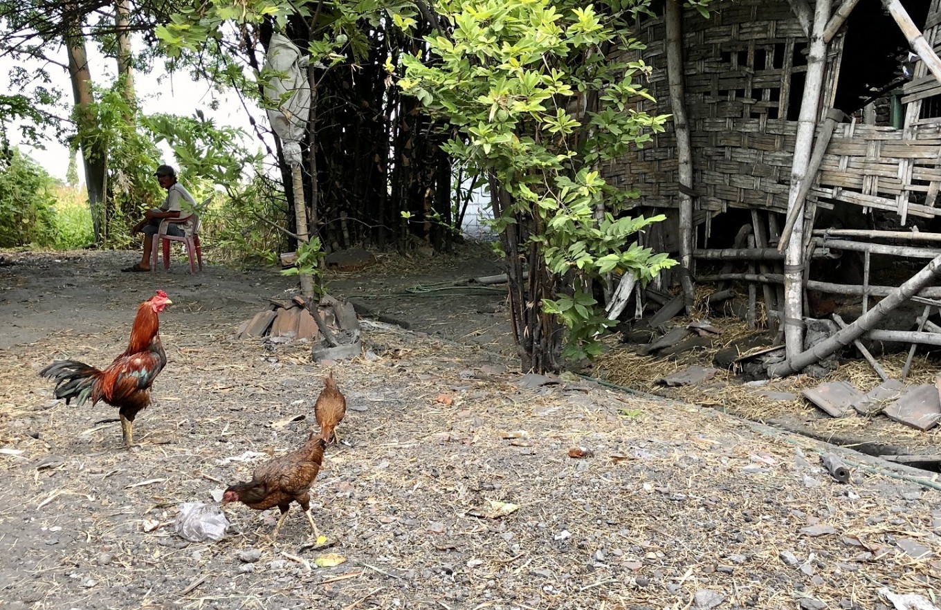 Ayam Tropodo Liar