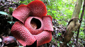 Bunga Raflesia