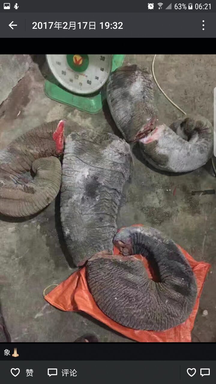 Daging Belalai Gajah