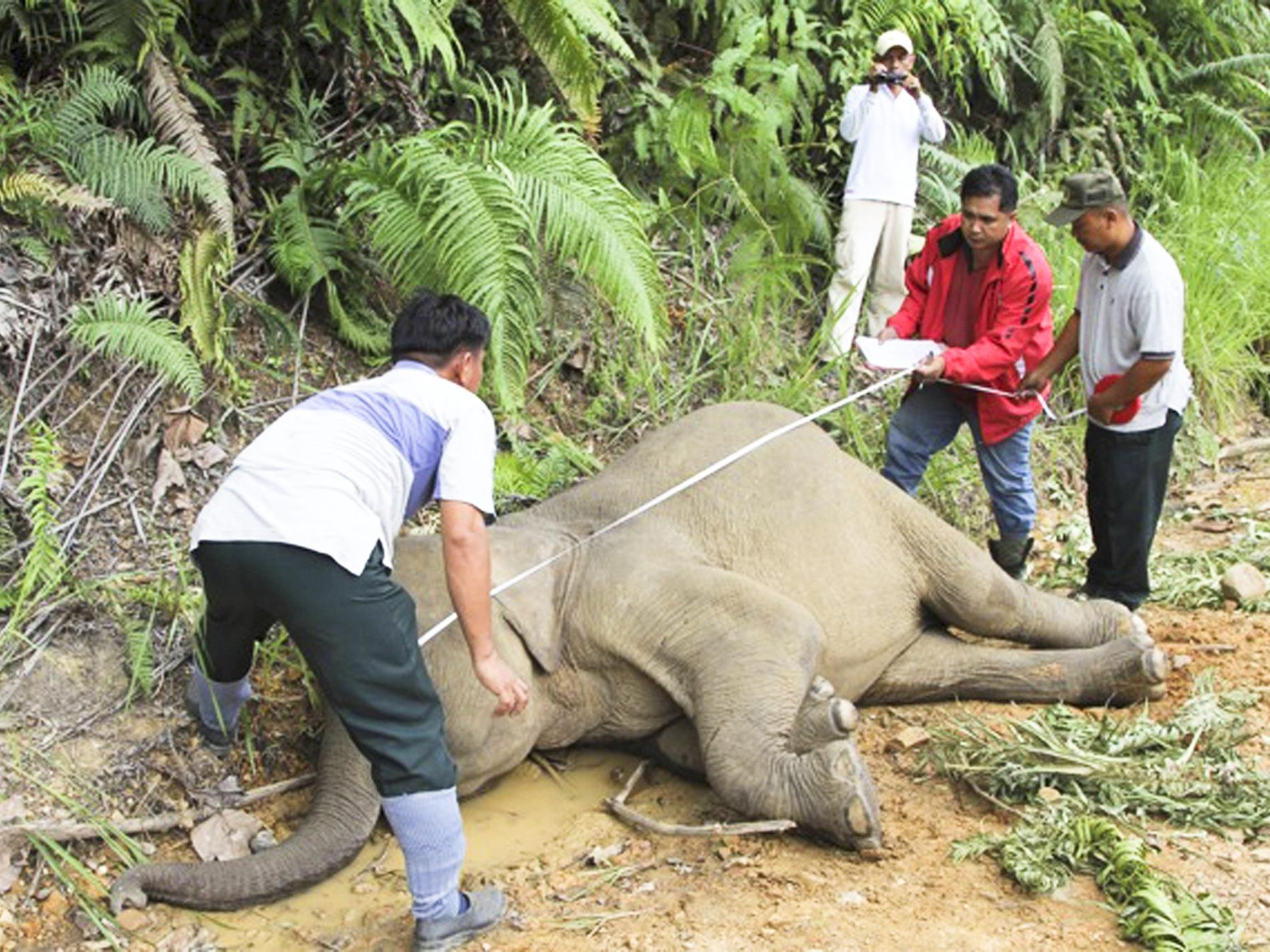 Isu Kematian Gajah di Sabah, gajah diburu kerana dipercayai bawak tuah