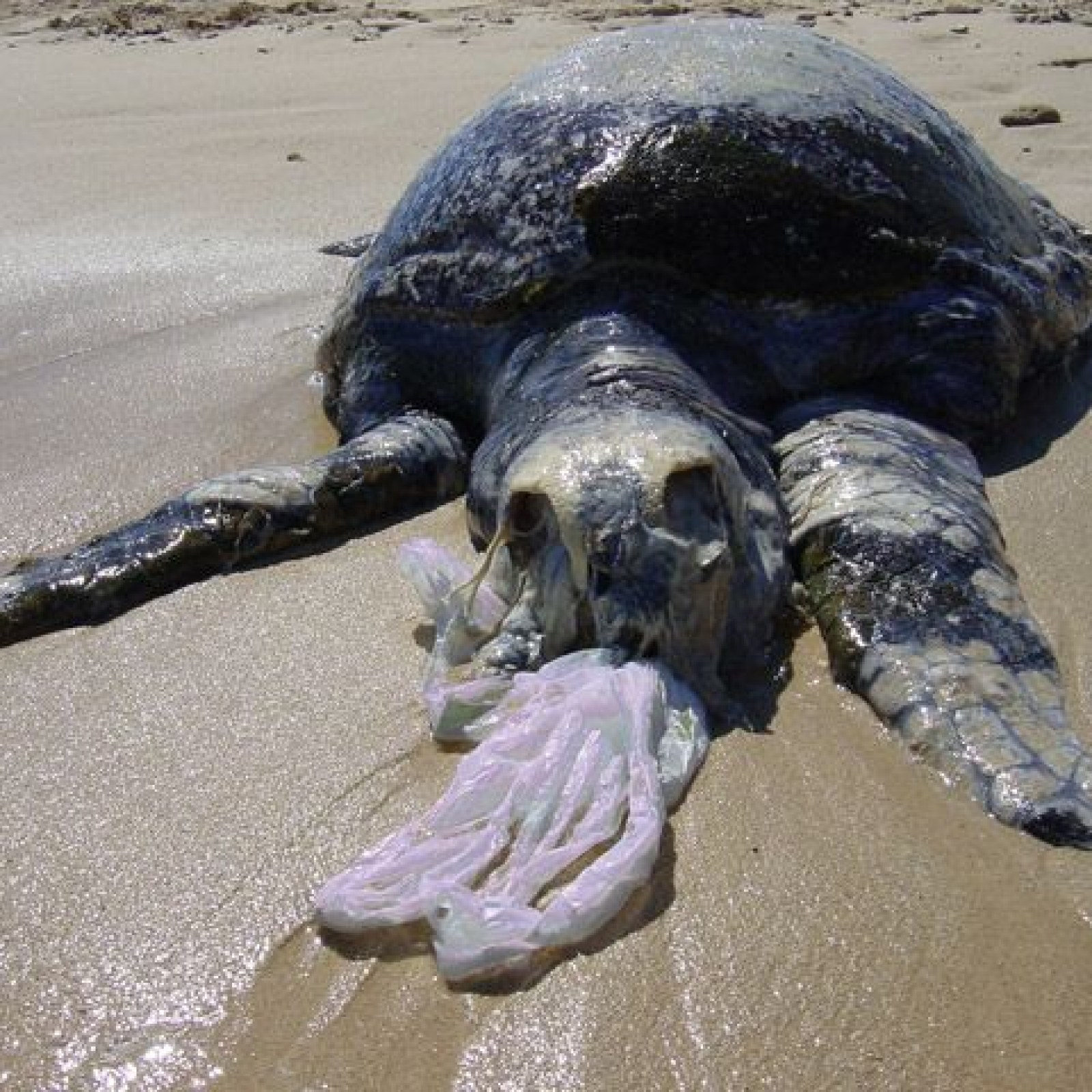 Penyu Laut Plastik