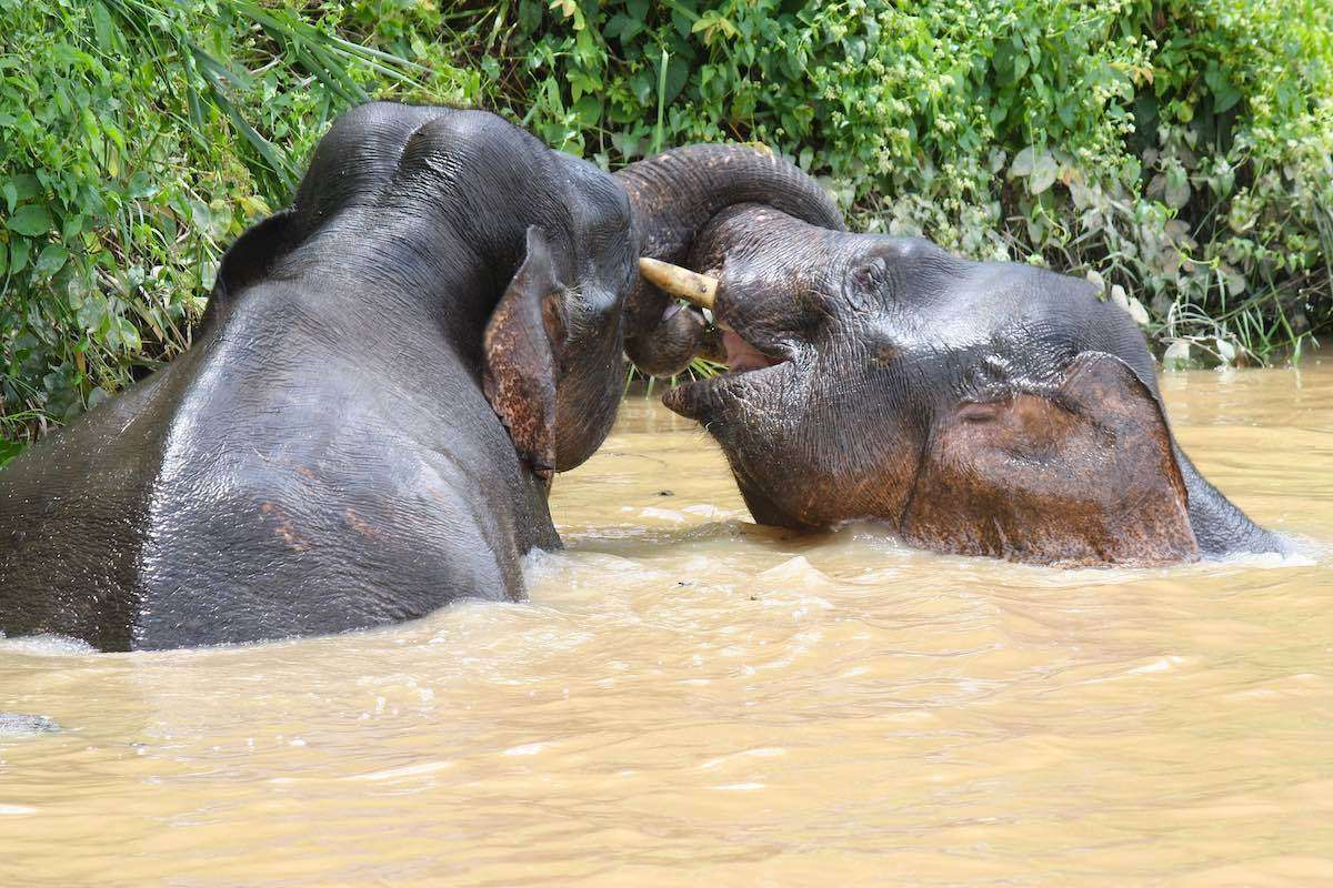 Pygmy Gajah Borneo