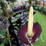 Titan Arum Blossoms In Kiel