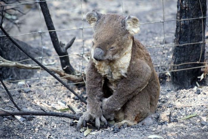 Koala Terbakar