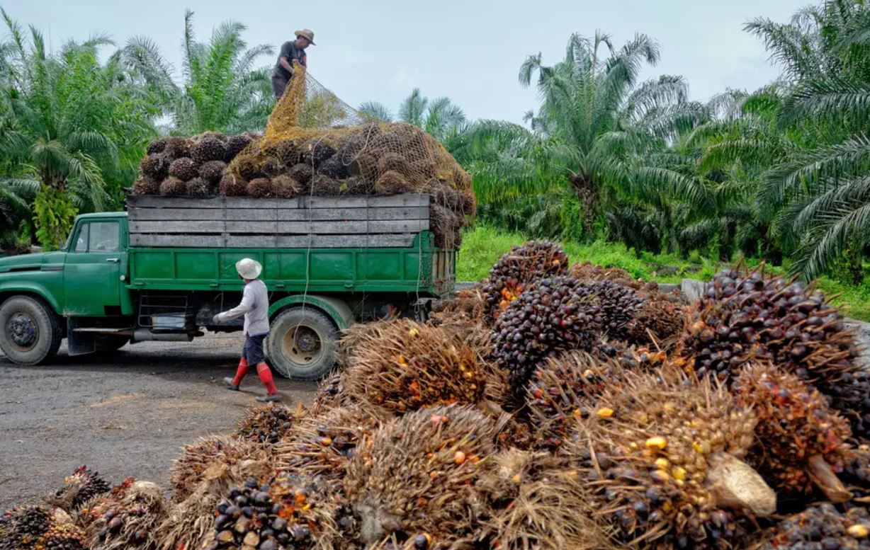 Palm Oil