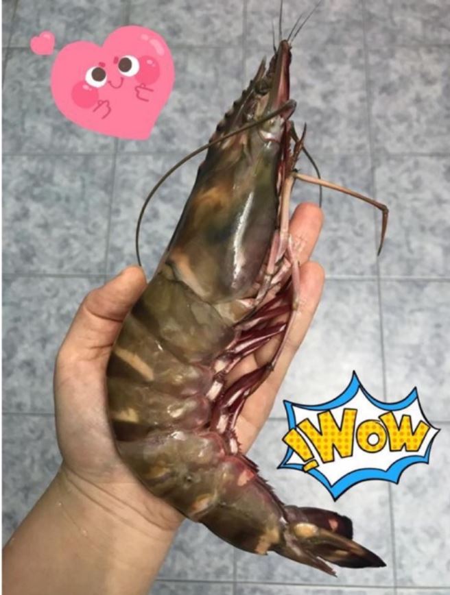 Udang Sabah Besar