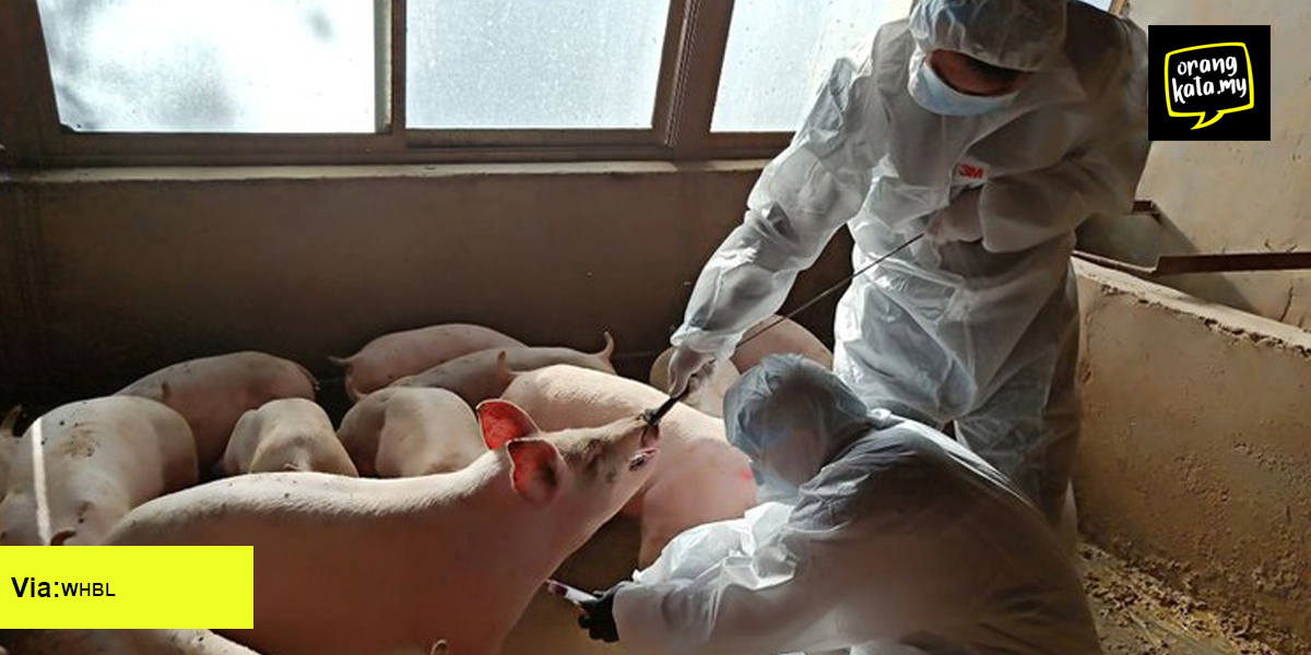 Saintis di China menemukan “virus babi” yang berpotensi mencetuskan pandemik baru