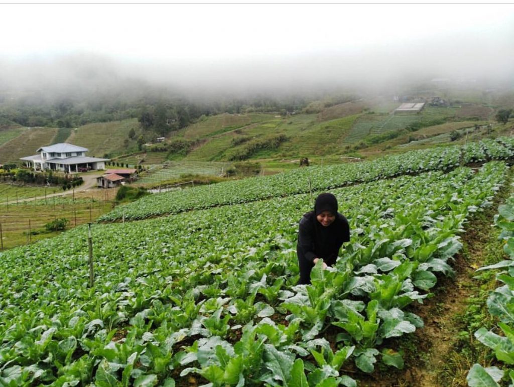 Kundasang Kubis