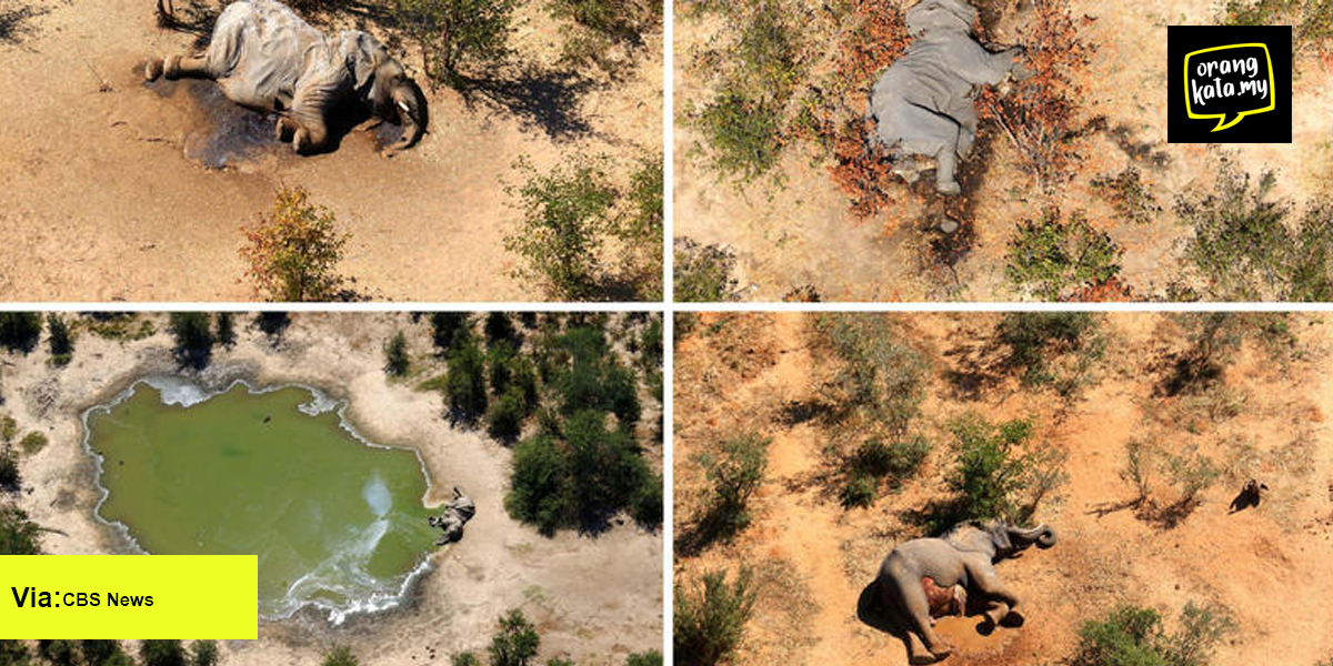 Misteri gajah mati secara tiba-tiba, pakar masih lagi pening apa yang menyebabkan perkara ni