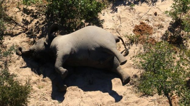 Gajah Gading Botswana