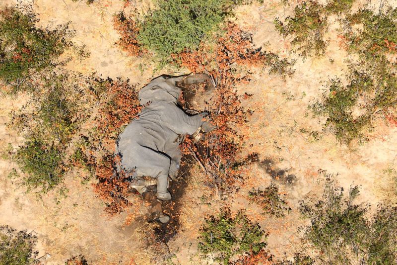 A Dead Elephant Is Seen In This Undated Handout Image In Okavango Delta