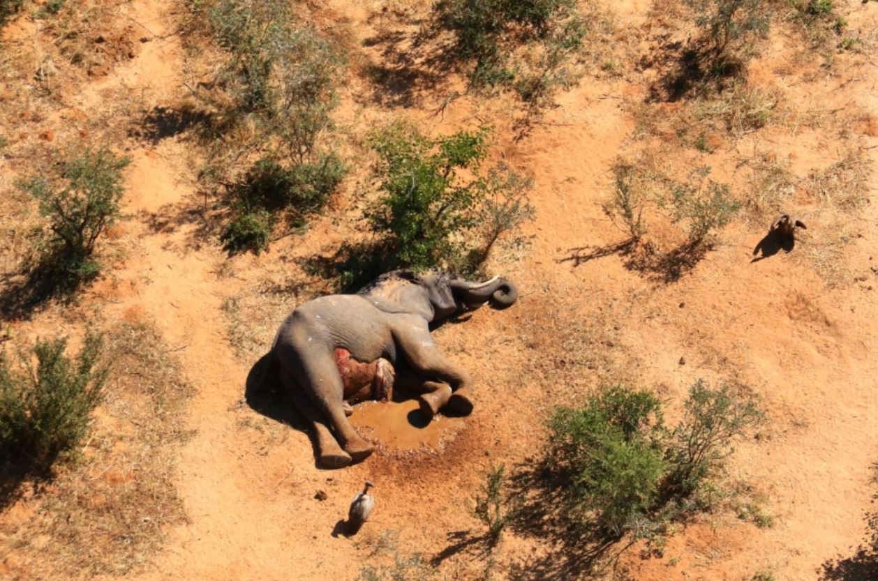 Gajah Mati Botswana