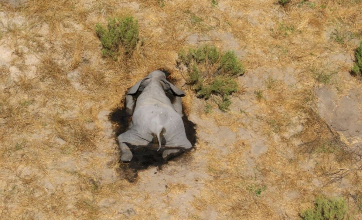 Gajah Mati Misteri