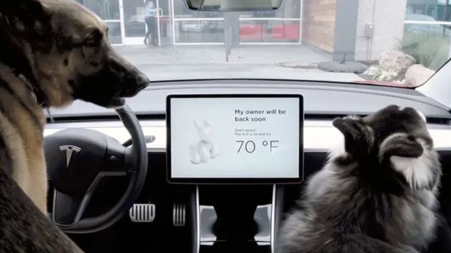 Dog Mode Tesla