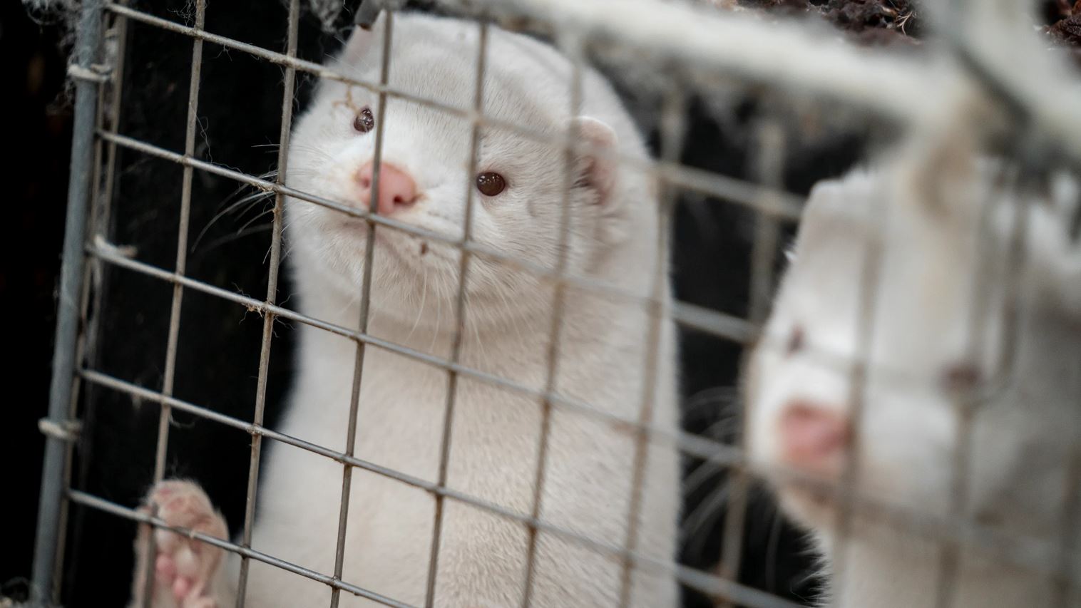 Mink Captured