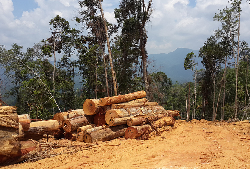 Pokok Balak Ulu Tembeling