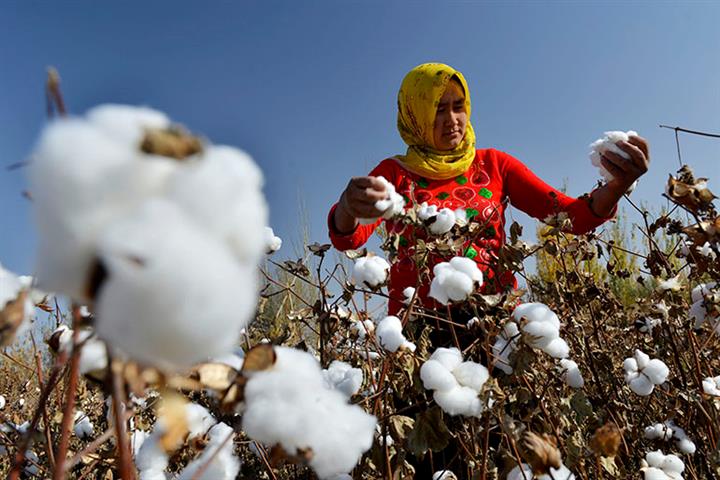 cotton uyghur