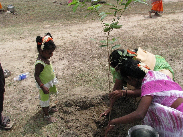 piplantri pokok