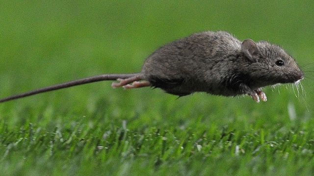 tikus australia
