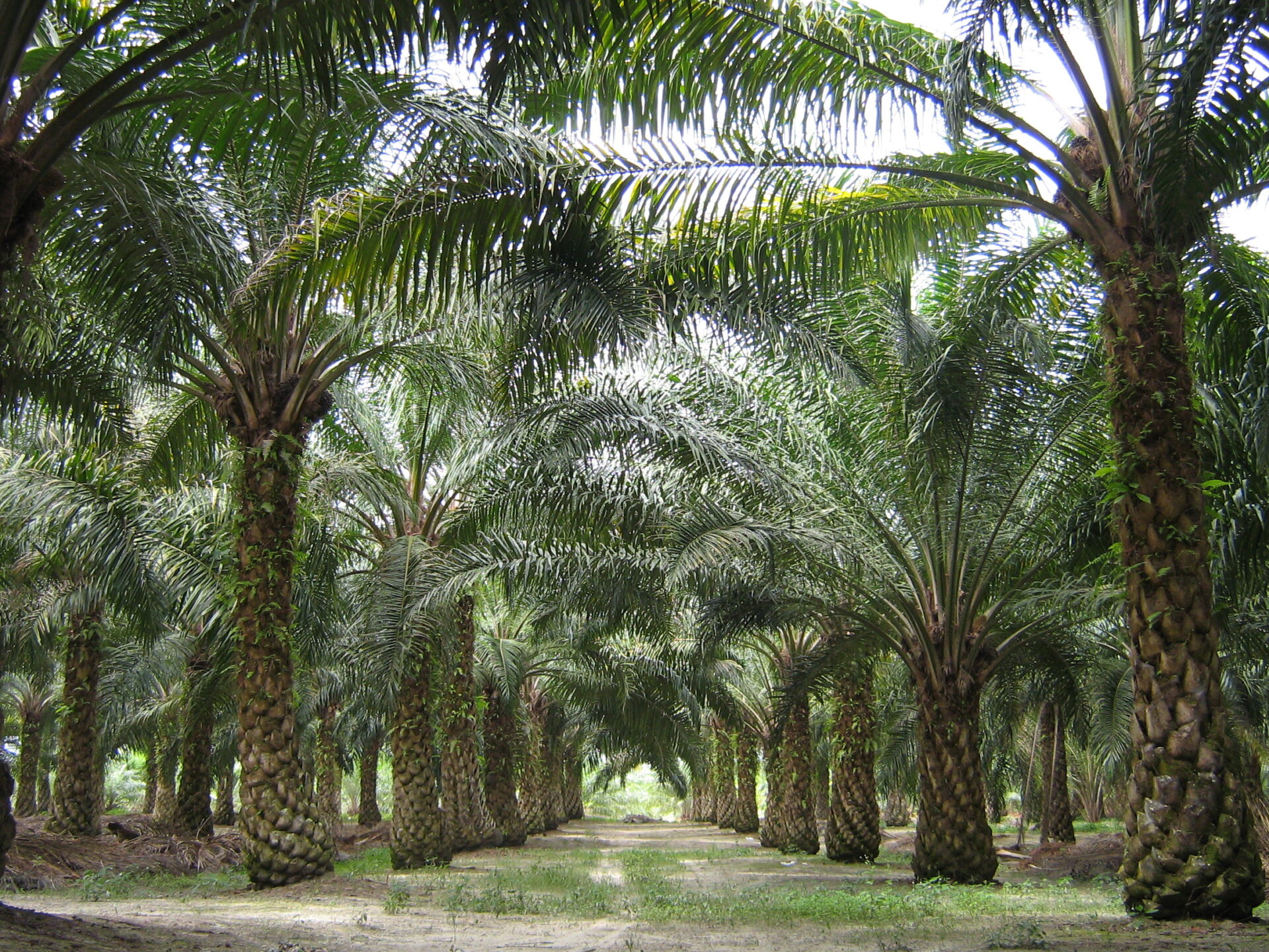 oilpalm malaysia