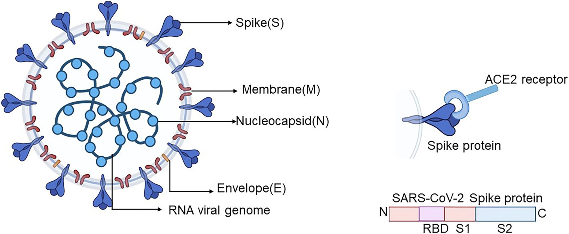 spikeprotein covid omicron