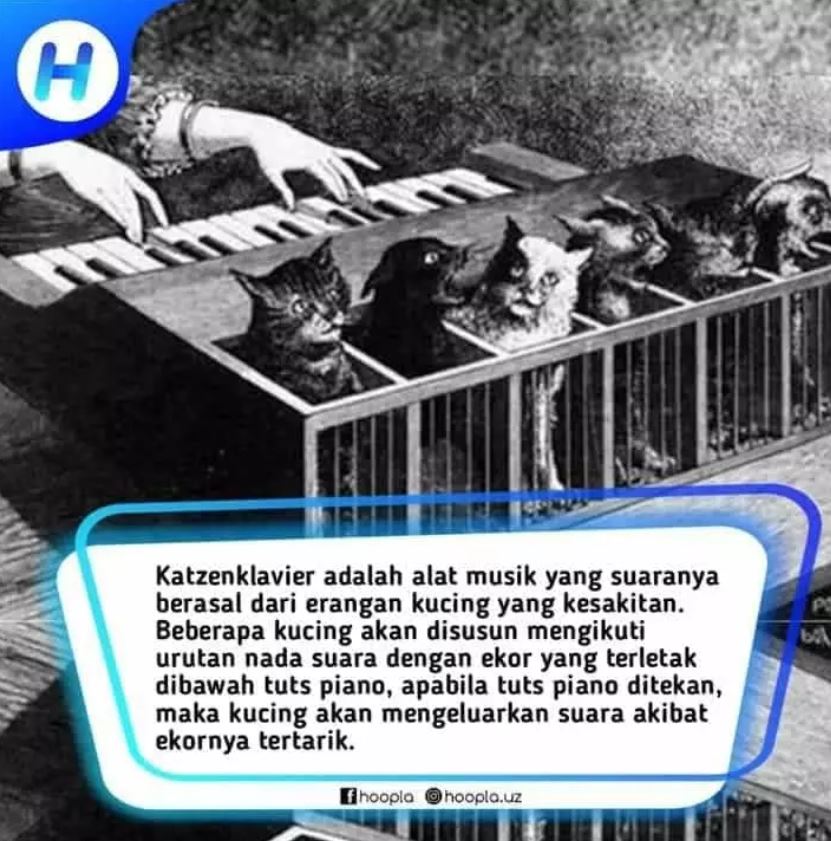 katzenklavierinfo
