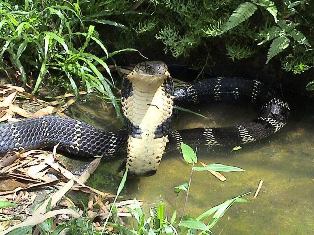 king cobra