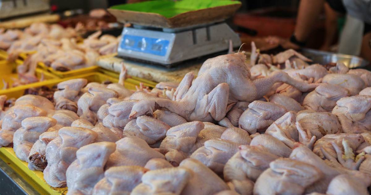 ayam import