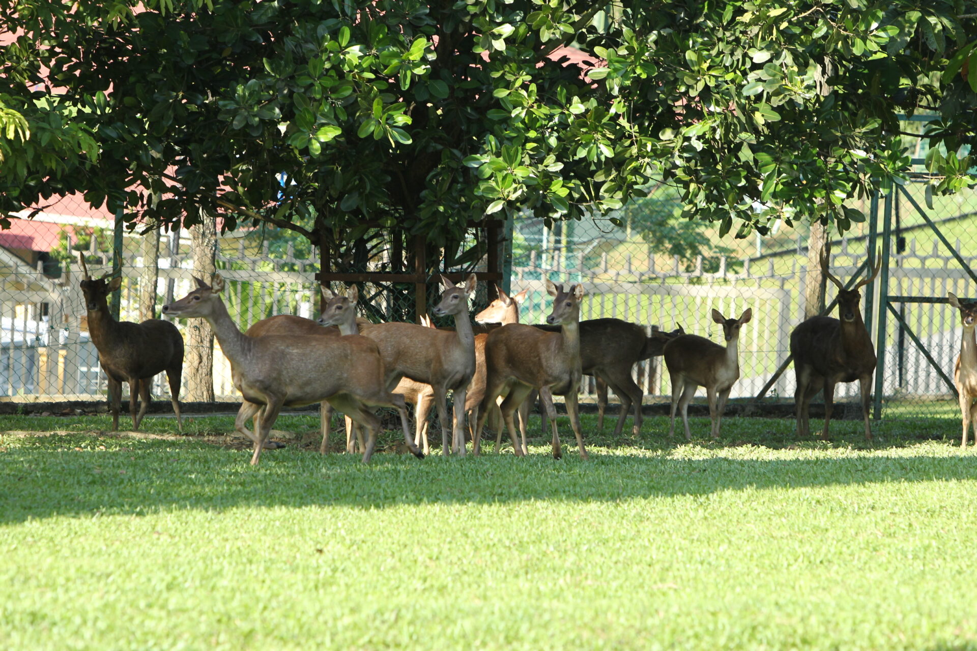rusa