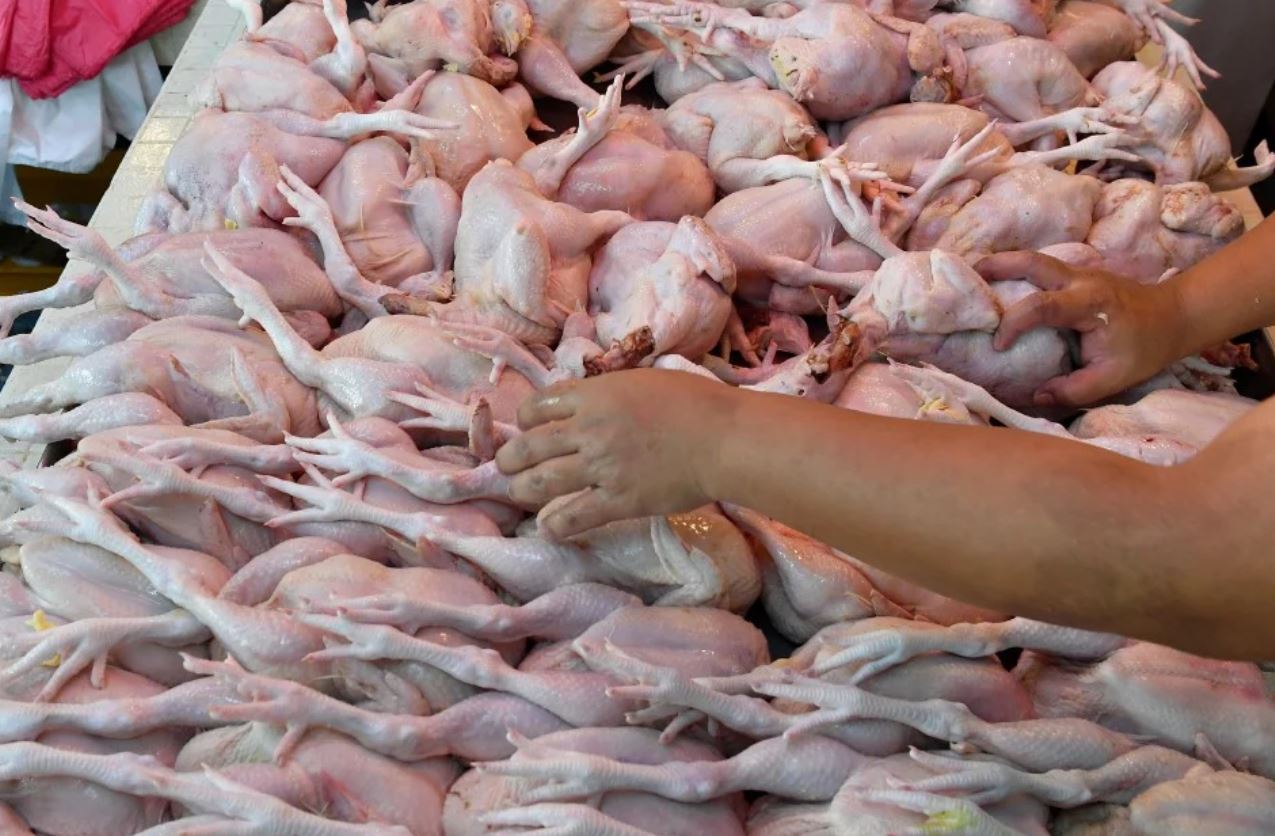 ayam