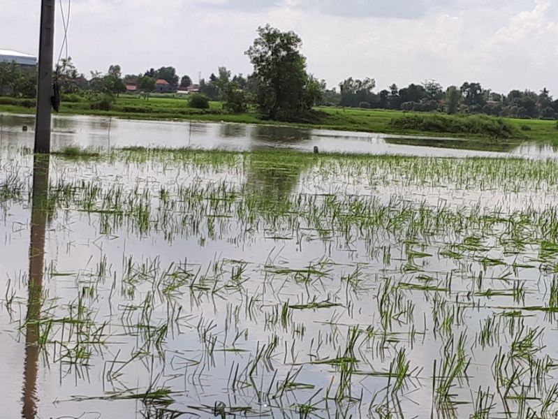 padi banjir