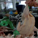 ayam f1