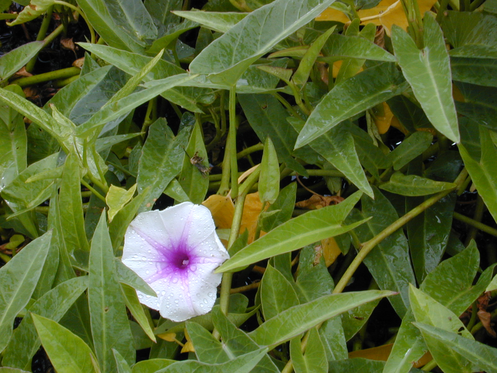morningglory